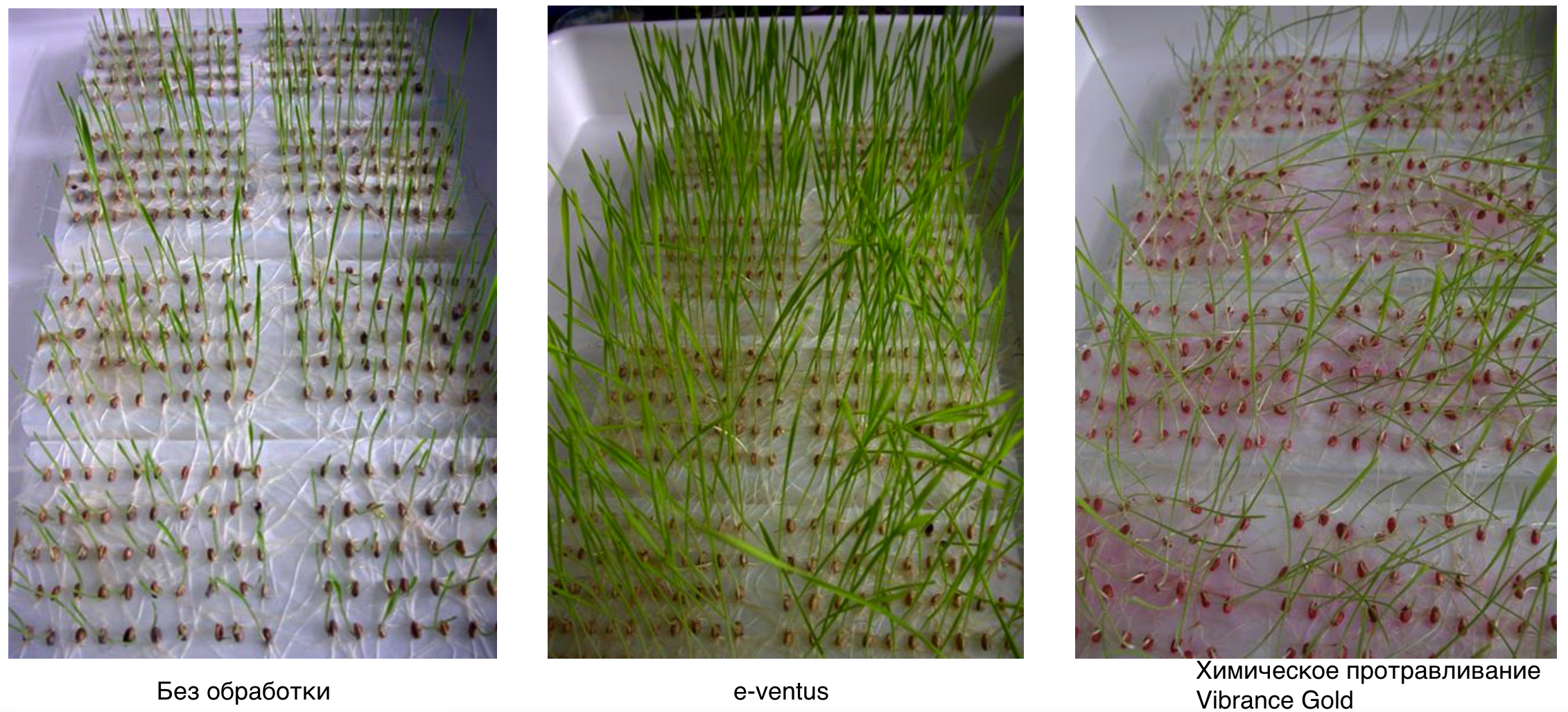 Лабораторные исследования всхожести семян после обработки e-ventus